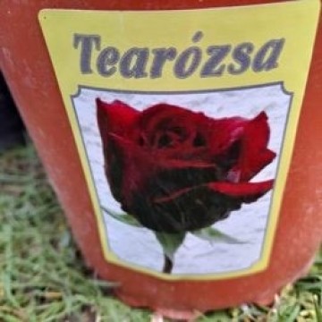 Eladó teabibrid bokor rózsa cserepes nagyon kedvező áron !  